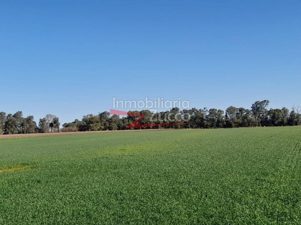 VENTA: 109 HA. SOBRE EL RIO CORONDA - DESVIO ARIJON - Ref. 931