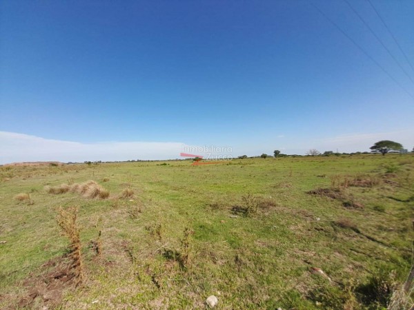 VENTA: 7 Ha. DE CAMPO SOBRE ASFALTO EN CORONDA - Ref. 1015