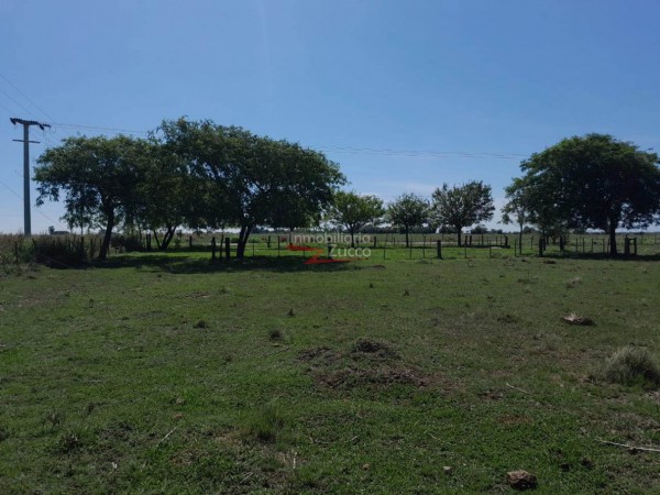 VENTA: 7 Ha. DE CAMPO SOBRE ASFALTO EN CORONDA - Ref. 1015