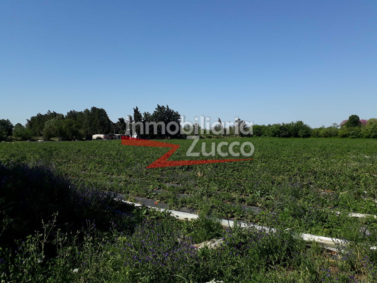 VENTA: CAMPO/QUINTA EN CORONDA - Ref. 431